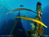 Tropentenfische an der Liberty